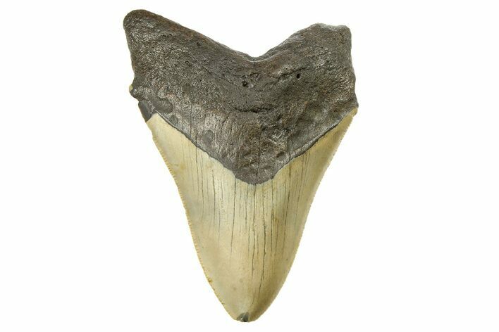 Serrated, Fossil Megalodon Tooth - North Carolina #298936